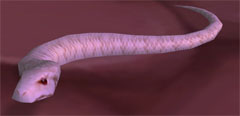 albino snake patch 3.3 pet
